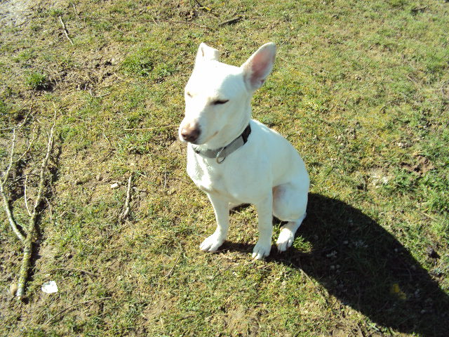 Snoopy, croisé Basenji de 1 an (89) Dsc02116