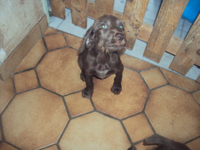 3 gentilles chiennes petit griffon/labrador de 2 mois (89) Dsc02714