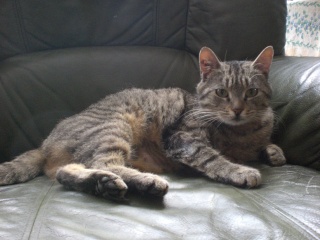 Néphrys, jolie chatte tigrée, très gentille - 2 ans en 2009 Cimg6219
