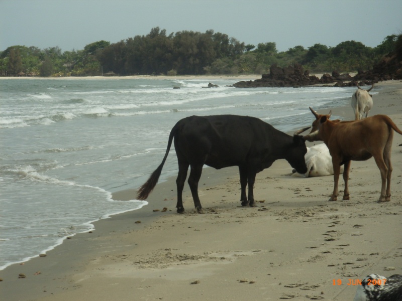 Sénégal , Casamance, plage de Cap Skirring Juin 2007 Dernie14