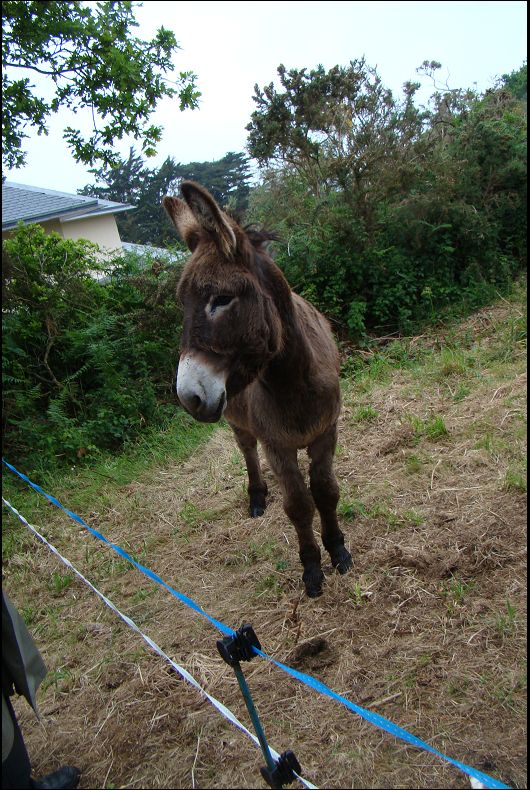 mes nouveaux voisins Dsc02514