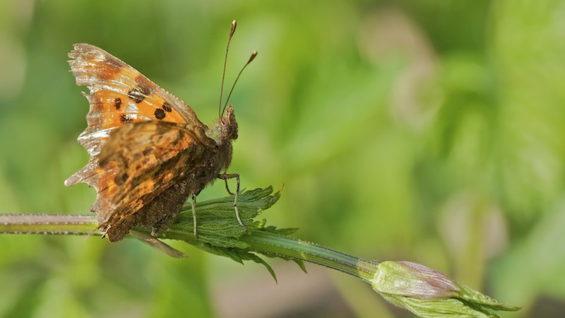 Premier papillon Img_6210