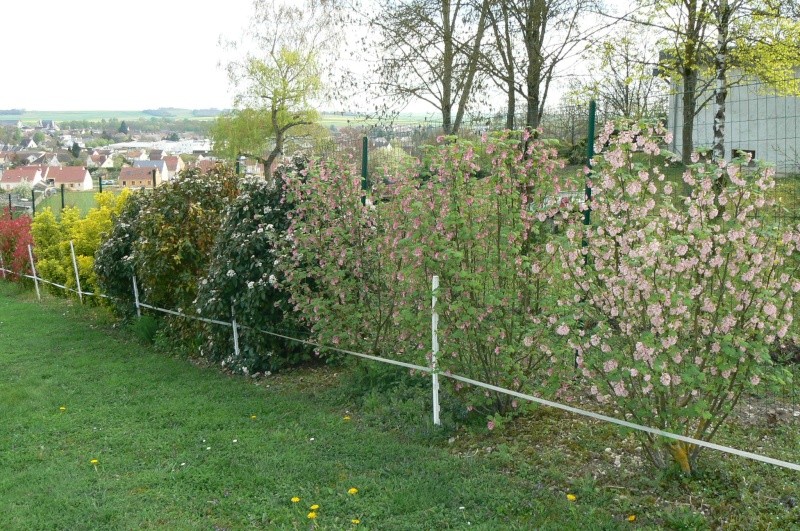 Groseiller a fleurs (Ribes sanguineum) - Page 2 P1020839