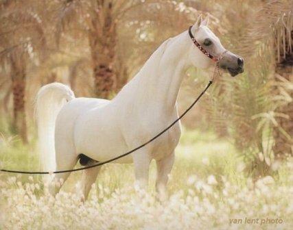 بحث كامل عن الخيول العربية ... Aadeed10