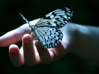 Farfalla Tra-le10