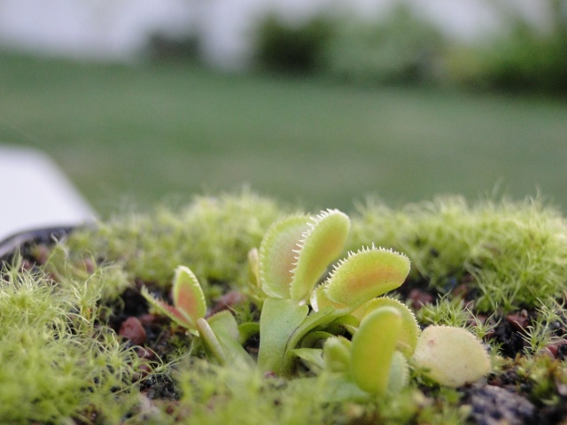 Mes plantes se réveillent en forme. Dsc01319