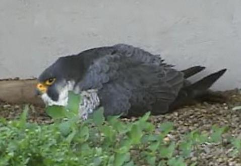 Tasha2 Peregrine Falcon Cam Mwsna240