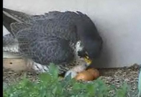 Tasha2 Peregrine Falcon Cam Mwsna245