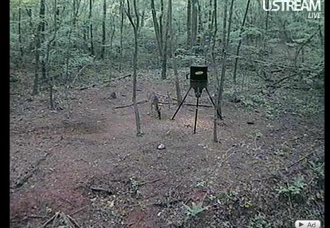 Webcam - Deer & Critters -Georgia Mwsna256