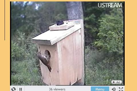 Webcam -Wren Nest - Eggs Laid! Mwsna260