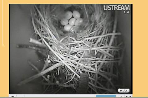 Webcam -Wren Nest - Eggs Laid! Mwsna273