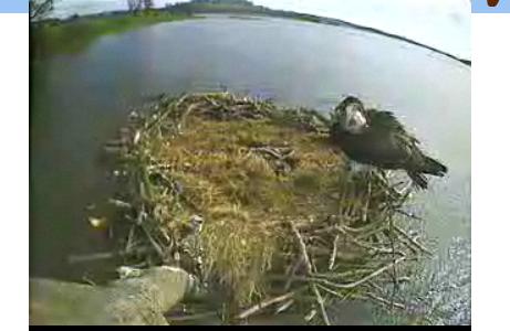 News - Osprey chicks hatch at Rutland Water Mwsna301