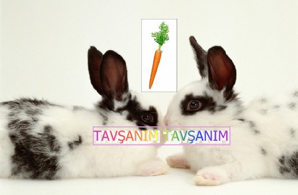 TavşanıM Tavaya10