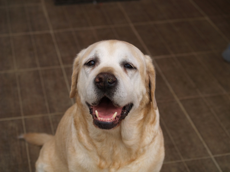 SOS LABRADOR 9ANS SABLE MALE // A ADOPTER ou FA P5263011