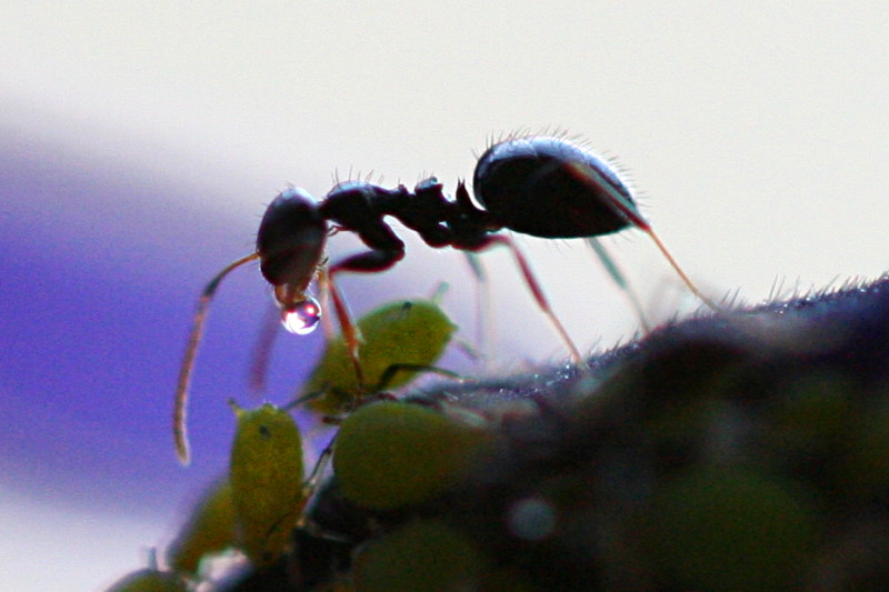 Des fourmis ! Fourmi10