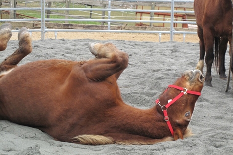 (SUISSE) Onze chevaux sauvés de la maltraitance Clip_i15
