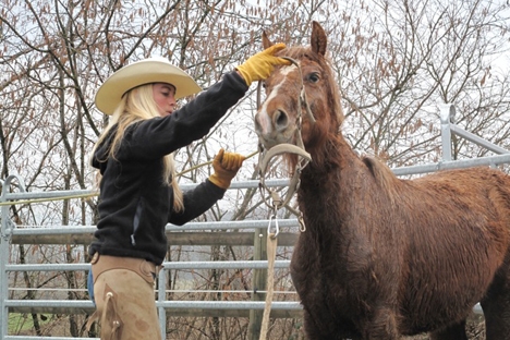 (SUISSE) Onze chevaux sauvés de la maltraitance Clip_i17