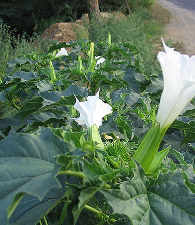 Les chevaux empoisonnés au datura Datura10