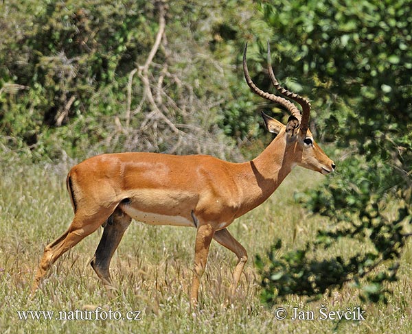 الظبي  Antelope Antelo11