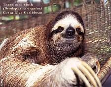 ألغاز محلولة Sloth210