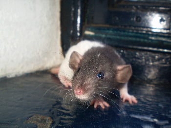 [recherche] photo de rat pour projet de bac - Page 4 1avril10