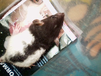 [recherche] photo de rat pour projet de bac - Page 4 24_mar10