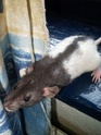 [recherche] photo de rat pour projet de bac - Page 4 6_avri10
