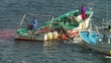 le massacre des dauphins de Taiji Vlcsna15