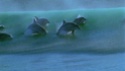 le massacre des dauphins de Taiji Vlcsna16
