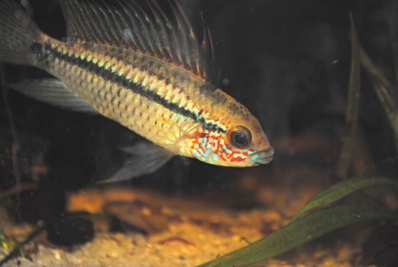 Mon 80L Spécifique Apistogramma eremnopyge F0 Eremno11