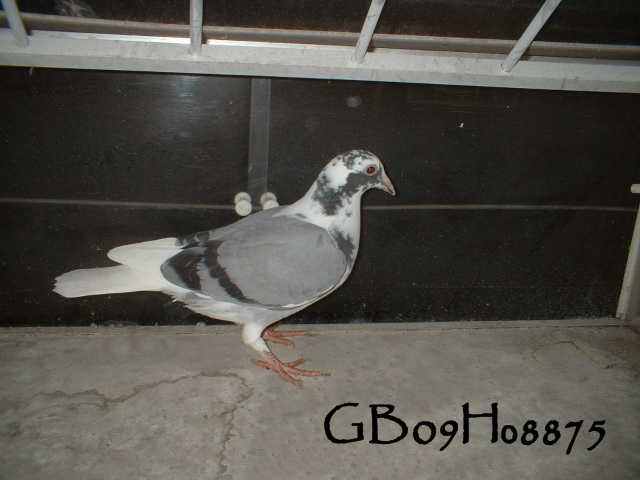 pigeonbasics.net one loft race 2009 ring list - Page 2 Gb09h014