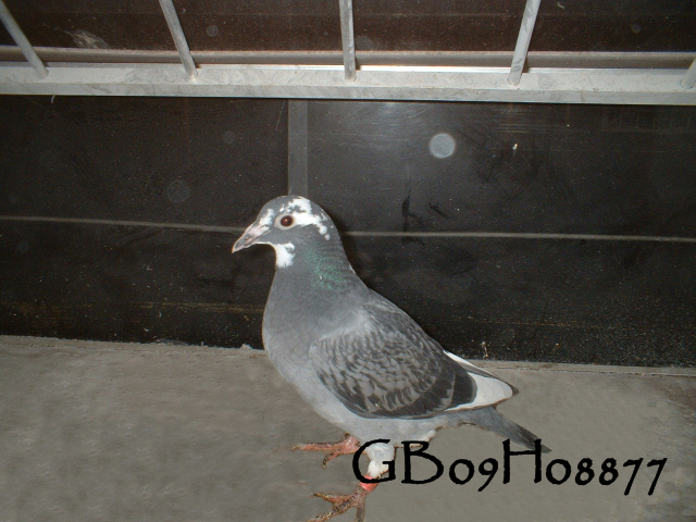 pigeonbasics.net one loft race 2009 ring list - Page 2 Gb09h016