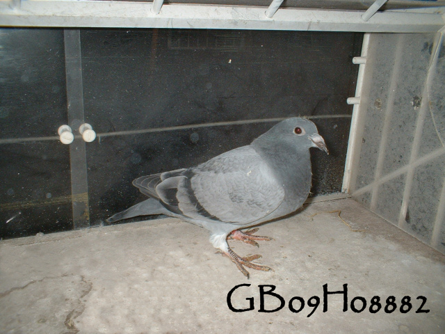 pigeonbasics.net one loft race 2009 ring list - Page 2 Gb09h021