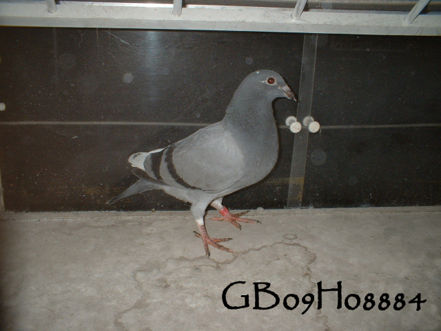 pigeonbasics.net one loft race 2009 ring list - Page 2 Gb09h023