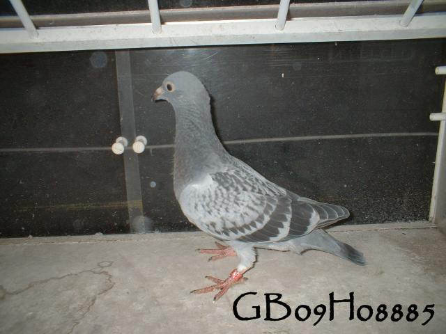 pigeonbasics.net one loft race 2009 ring list - Page 2 Gb09h024