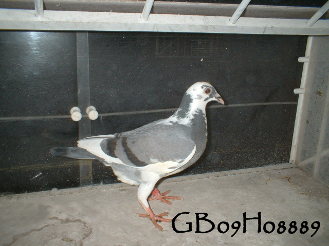 pigeonbasics.net one loft race 2009 ring list - Page 2 Gb09h028