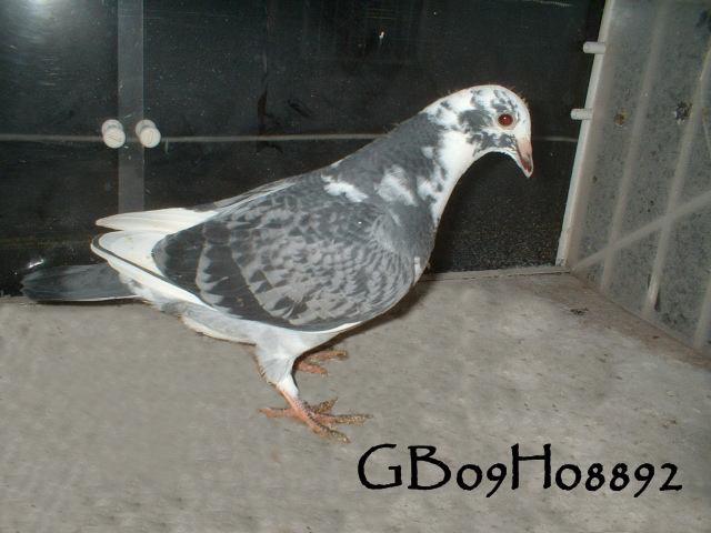 pigeonbasics.net one loft race 2009 ring list - Page 2 Gb09h031