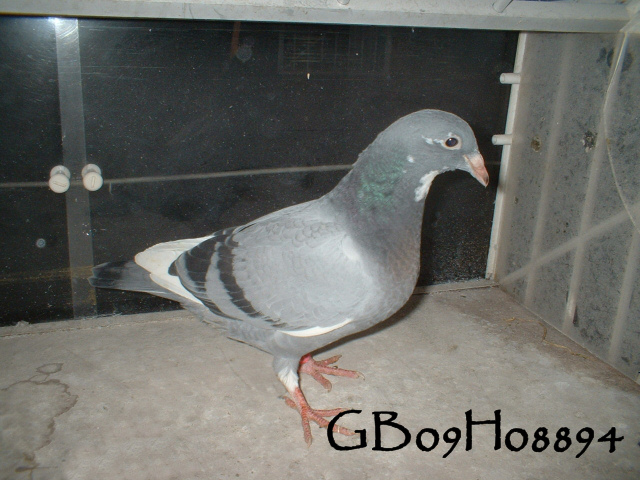 pigeonbasics.net one loft race 2009 ring list - Page 2 Gb09h033