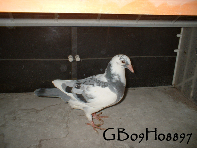 pigeonbasics.net one loft race 2009 ring list - Page 2 Gb09h036