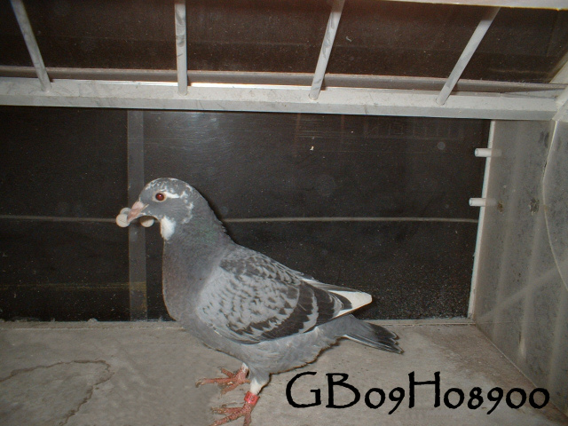 pigeonbasics.net one loft race 2009 ring list - Page 2 Gb09h039