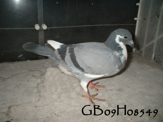 pigeonbasics.net one loft race 2009 ring list - Page 2 Gb09h042