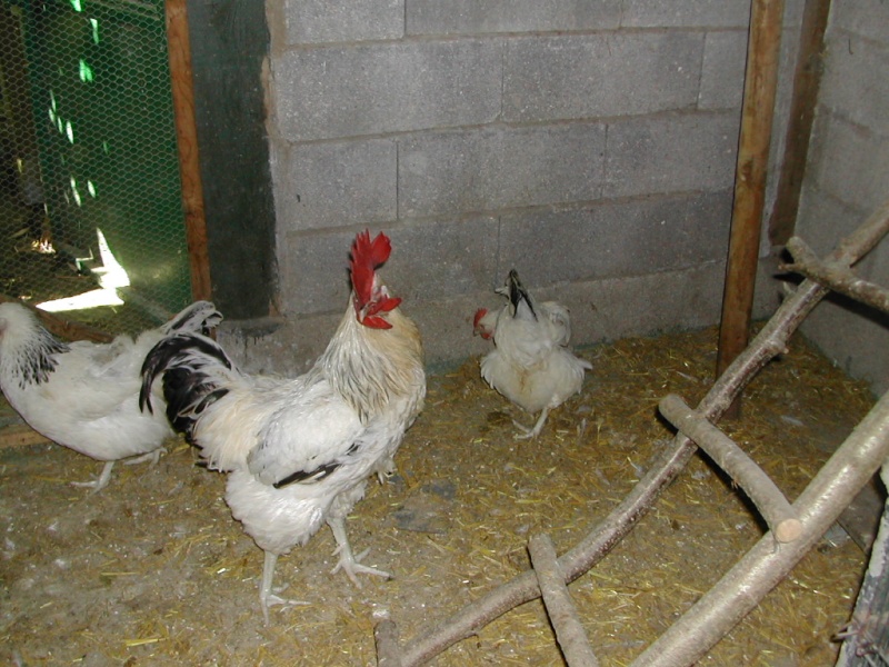 poules et poussins 2009 Coq_et14