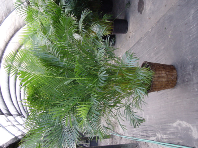 (plante intérieur) l'areca Areca_10