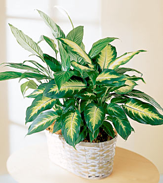 (plante d'intérieur) DIeffenbachia Gp_07_10