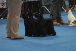 Double CACIB in Italy with Schnauzer Specialty Breede10