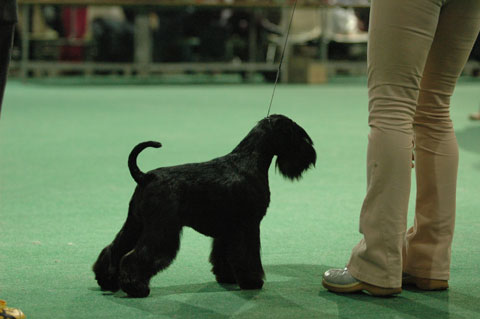 WW,EW,Lux,Swe,DK,Pol,Slo,Cro,Int.Switz,Mon,S.Marino.Butterfly Vip di Monte Gentile is pregnant Butter10