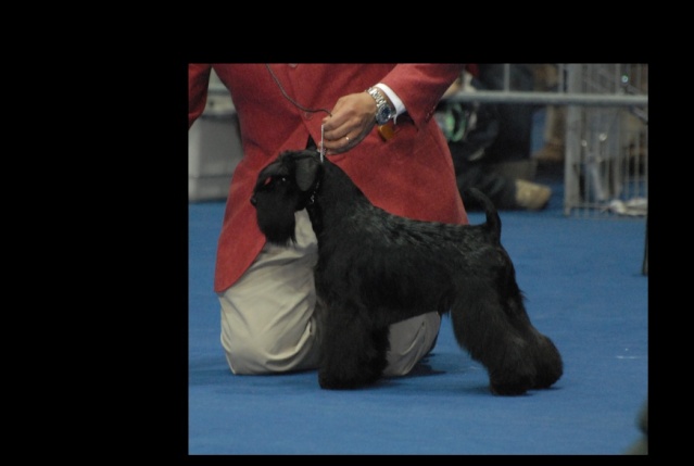 Double CACIB in Italy with Schnauzer Specialty Main_r10
