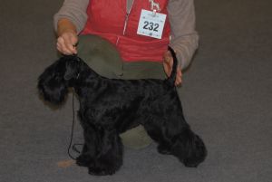 Double CACIB in Italy with Schnauzer Specialty Well_d10