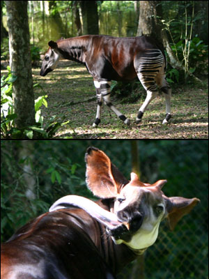 au fait c'est quoi un Okapi ???? Okapi_10