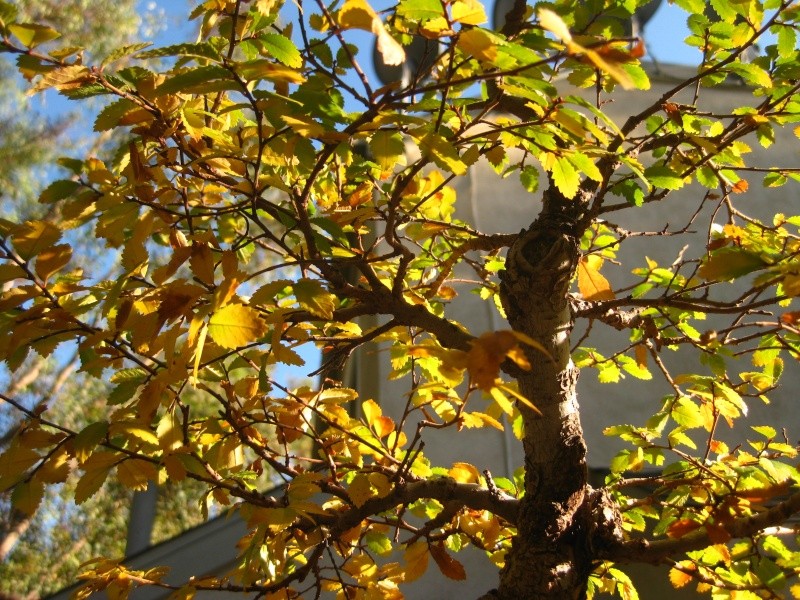 Chinese Elm Fall color Img_2011